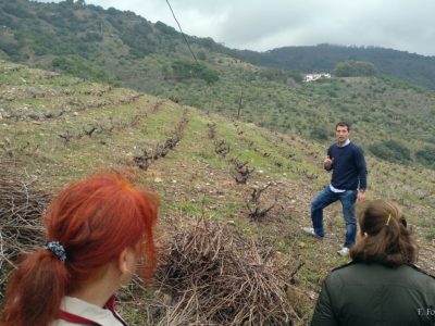 Un paseo hasta el viñedo donde atendimos las explicaciones sobre las labores y tareas que se llevan a cabo sobre el terreno.